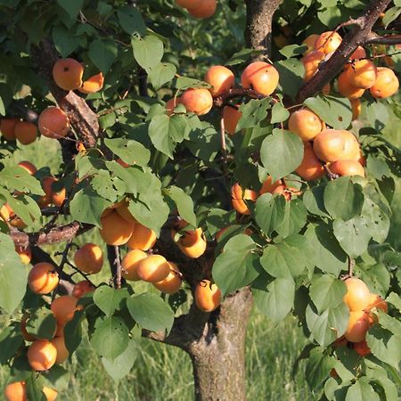 Agriturismo I Ciliegi Appartamento Ginestra Montignano Eksteriør billede