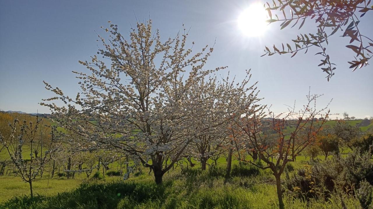 Agriturismo I Ciliegi Appartamento Ginestra Montignano Eksteriør billede