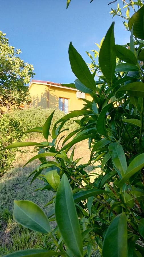 Agriturismo I Ciliegi Appartamento Ginestra Montignano Eksteriør billede