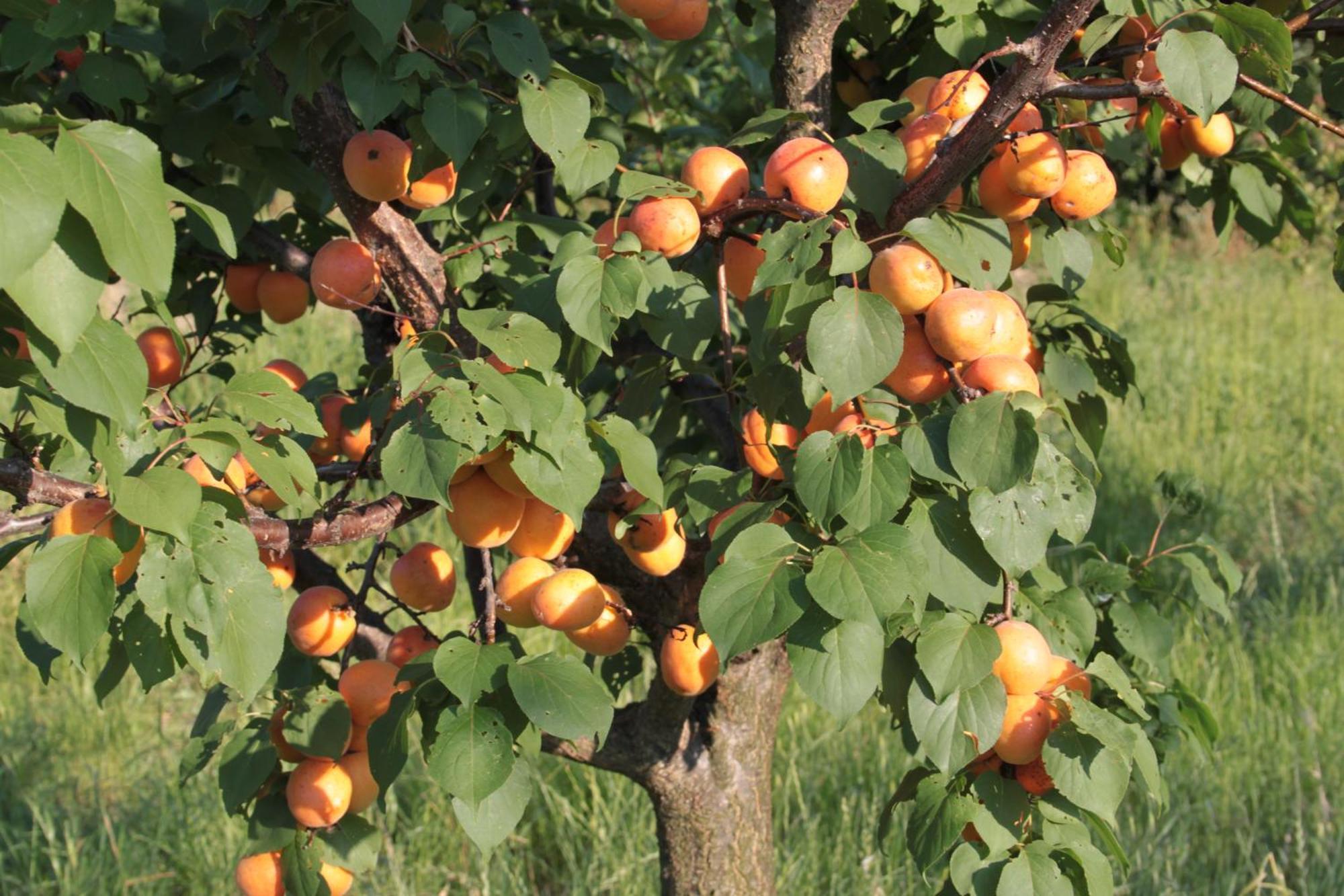 Agriturismo I Ciliegi Appartamento Ginestra Montignano Eksteriør billede